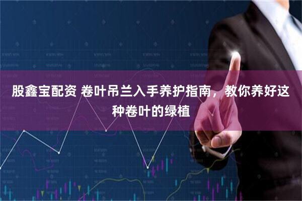 股鑫宝配资 卷叶吊兰入手养护指南，教你养好这种卷叶的绿植